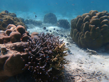 View of coral underwater