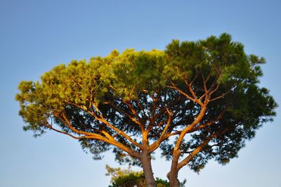 Low angle view of tree against clear sky