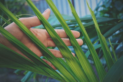 Close-up of hand touching leaves