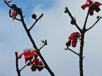 Low angle view of flowers growing on tree against clear sky