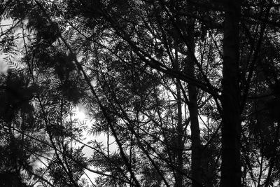 Low angle view of trees