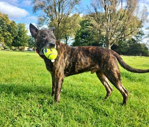 Dog running on grassy field