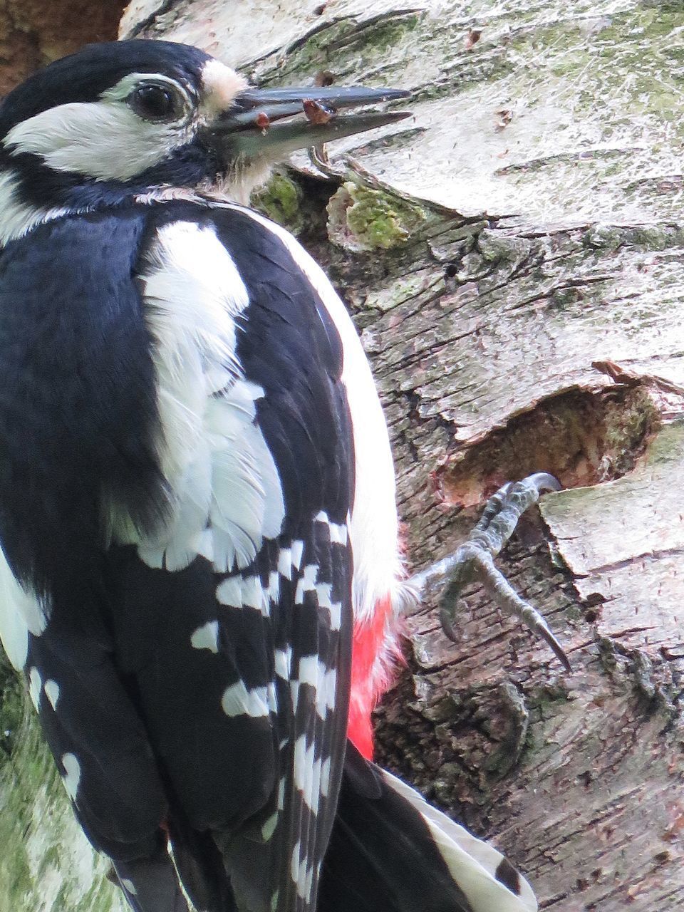 CLOSE-UP OF BIRD PERCHING ON TREE