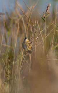 Close-up of insect on dry grass
