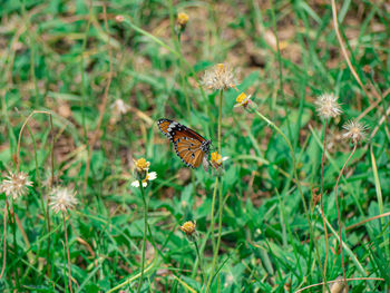 Close-up of butterfly pollinating on flower