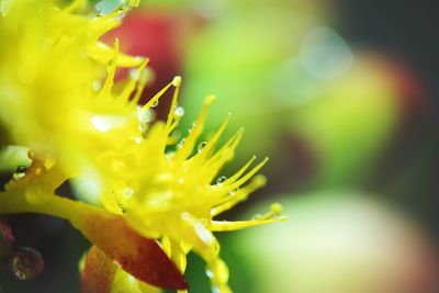 Close-up of wet flower on plant