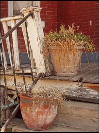 Potted plants in front of building