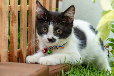 Portrait of cat relaxing by plant in yard