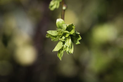 Close-up of flowering plant