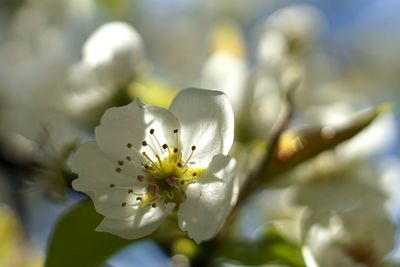 Close-up of white flowers