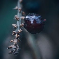 Close-up of fruit on tree