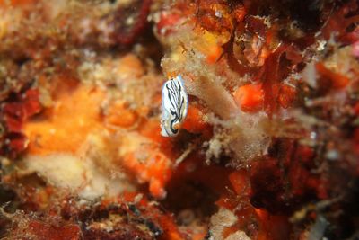 Close-up of fish swimming in sea