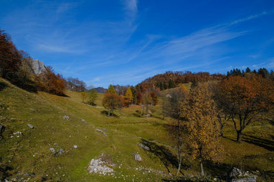 Scenic view of trees on field against blue sky