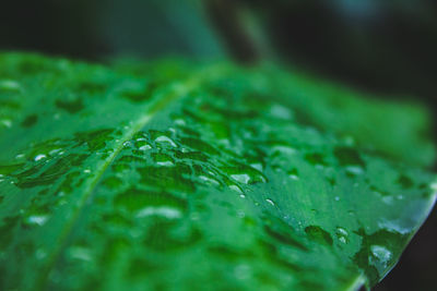 Close-up of water drops on plant leaves