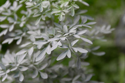 Close-up of white flowering plant