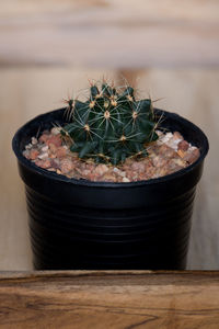 Close-up of cactus plant on table