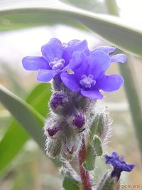 Close-up of purple flowering plant