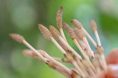 Close-up of buds on plant