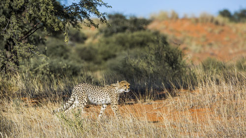 View of cheetah in wild