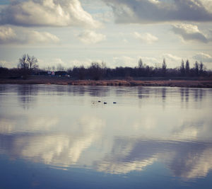 Swan floating on lake