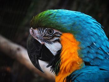 Close-up of a macaw