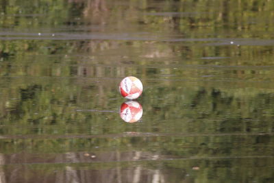 Bird in lake