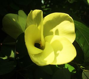 Close-up of yellow flower blooming outdoors