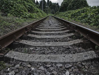 Surface level of railroad track along trees
