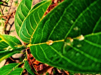 Close-up of insect on leaves
