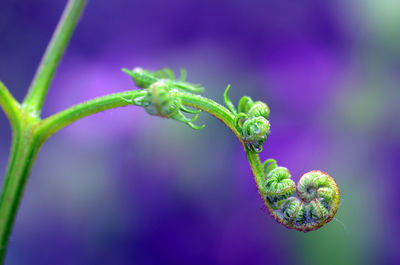 Close-up of green insect on leaf