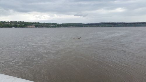 Swan swimming in sea against sky