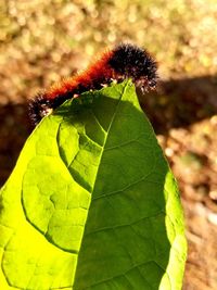 High angle view of insect on plant