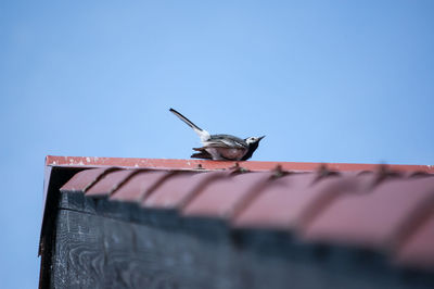 Low angle view of bird on roof against clear sky