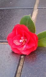 Close-up of red rose