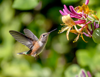 Close-up of hummingbird flying by pink flowers