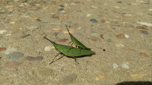 High angle view of insect on leaf