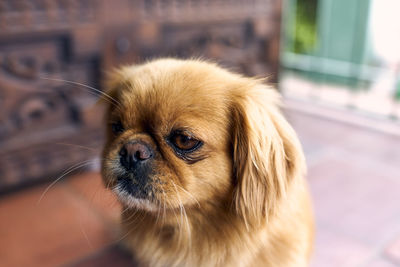 Close-up of puppy looking away