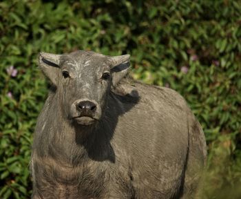 Portrait of animal on field