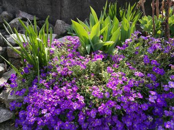 Close-up of purple flowers