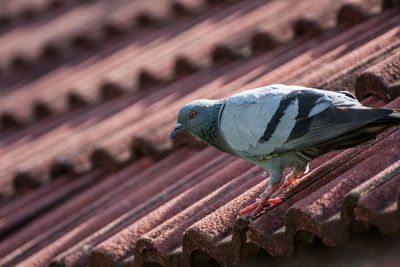 Close-up of pigeon perching on roof