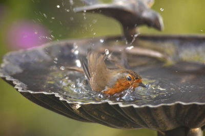 Close-up of a drinking water