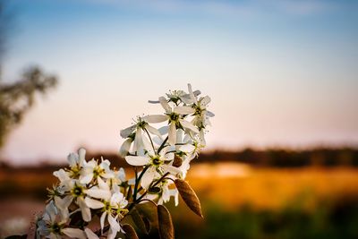 Close-up of white flowering plant on field against sky