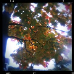Low angle view of trees against sky