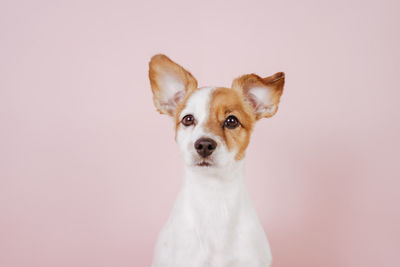 Close-up portrait of a dog over white background