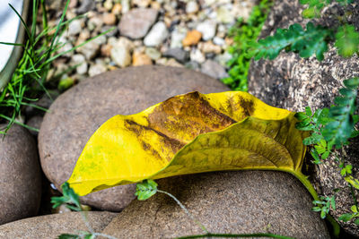 High angle view of yellow leaf on rock