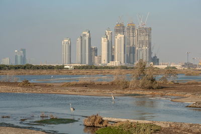 Flamingoes in ras al khor wildlife sanctuary, ramsar site, flamingo hide2, dubai, uae