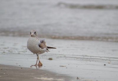 Seagull perching on a beach