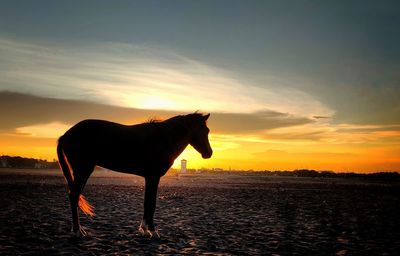 Horse standing in the sunset