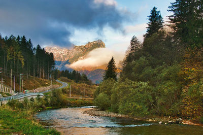 Scenic view of river amidst trees against sky