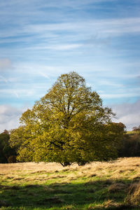 Trees on field against sky